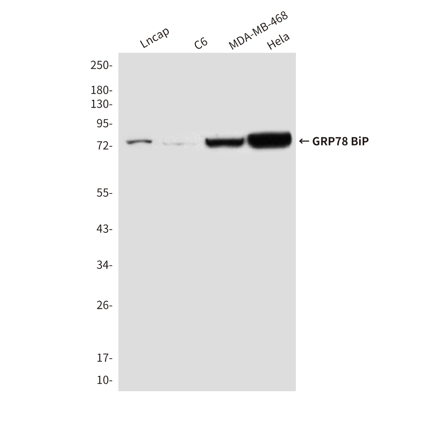 GRP78 BiP (9E4) Mouse Monoclonal Antibody