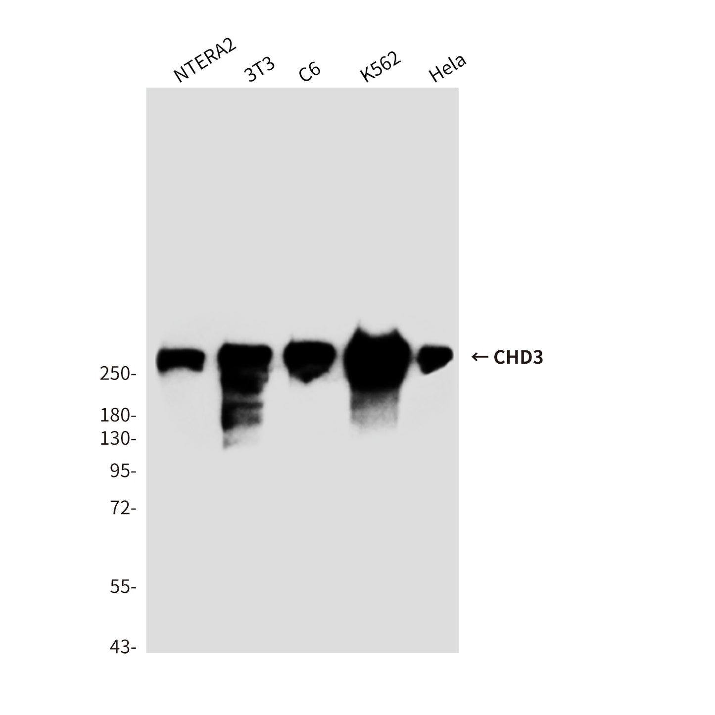 CHD3 (7F6) Mouse Monoclonal Antibody