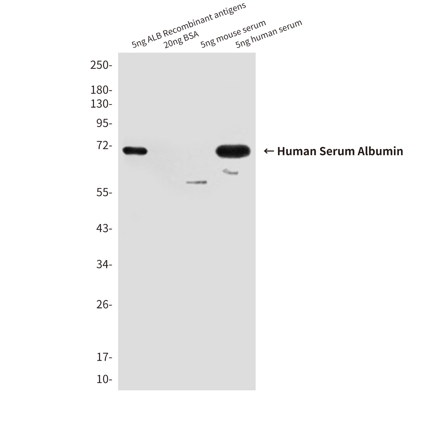 Human Serum Albumin (1A8) Mouse Monoclonal Antibody