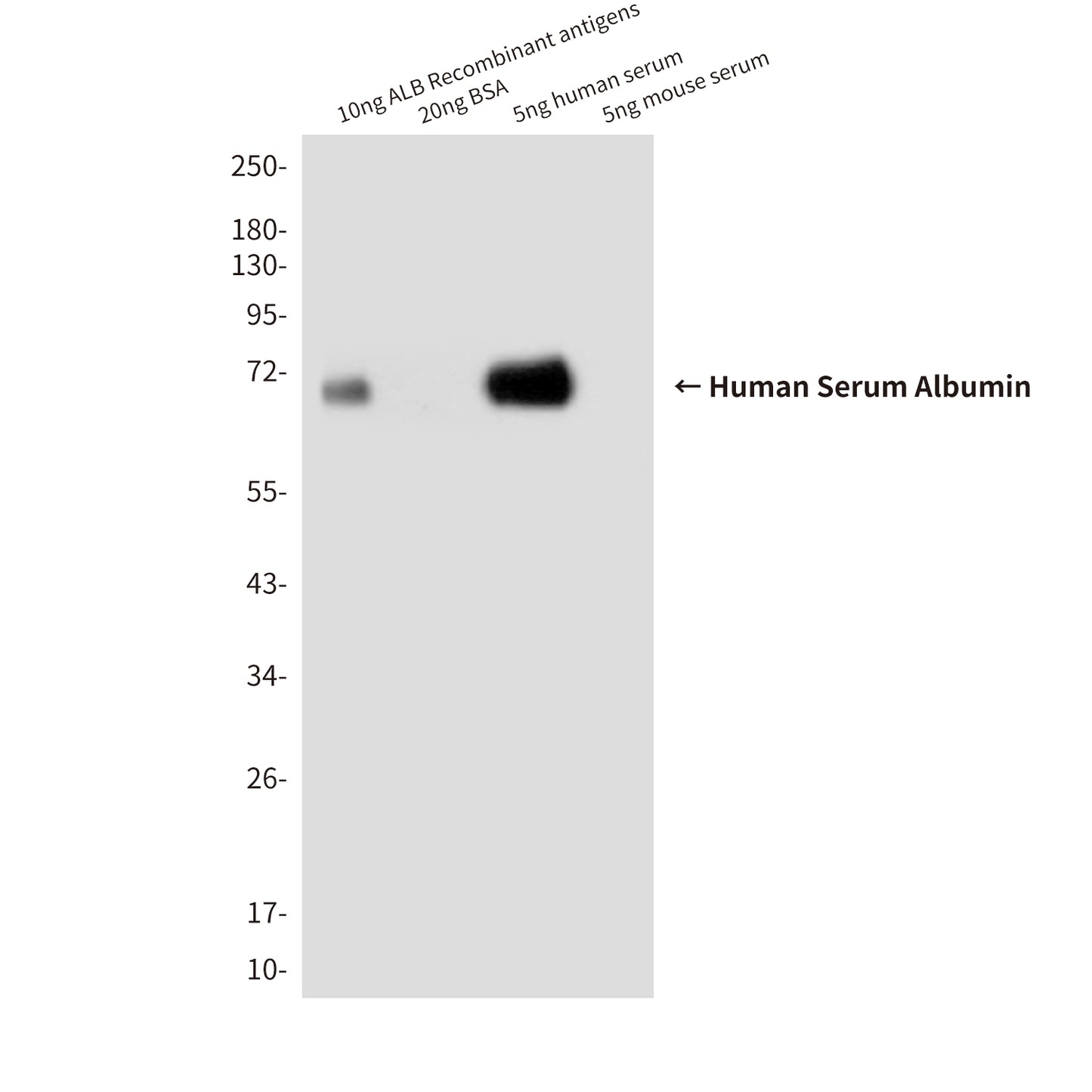 Human Serum Albumin (7D1) Mouse Monoclonal Antibody