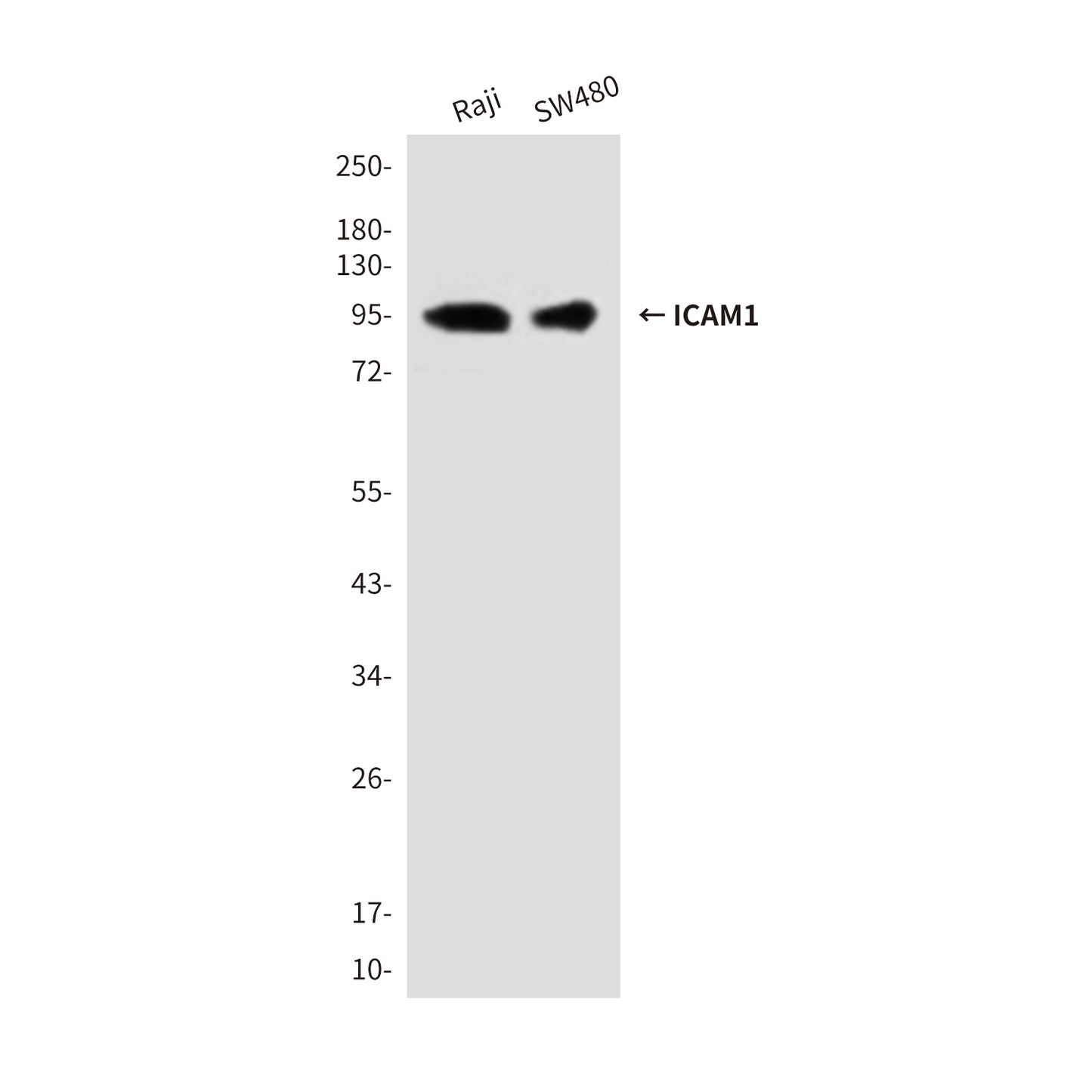 ICAM1 (1C7) Mouse Monoclonal Antibody