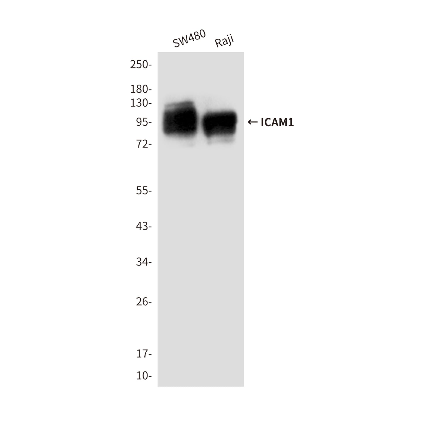 ICAM1 (4F5) Mouse Monoclonal Antibody