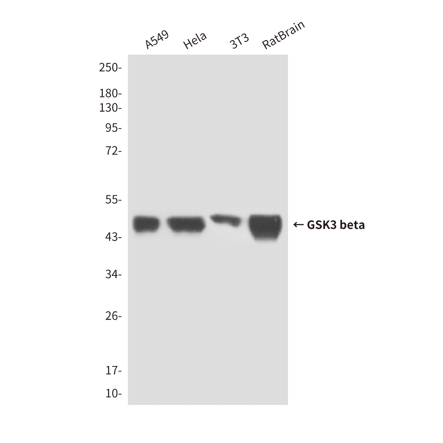 GSK3 beta (2E6) Mouse Monoclonal Antibody