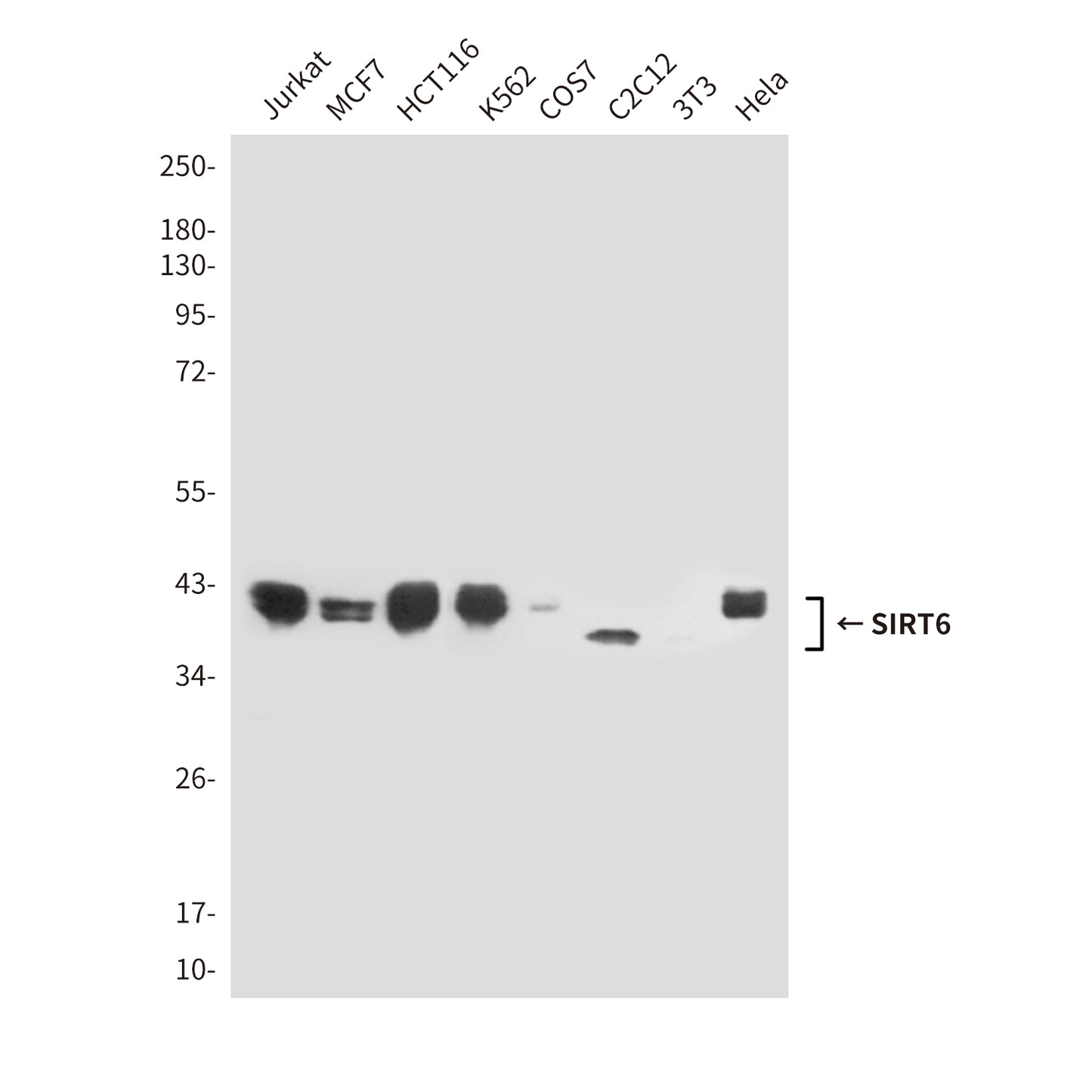 SIRT6 (6C9) Mouse Monoclonal Antibody