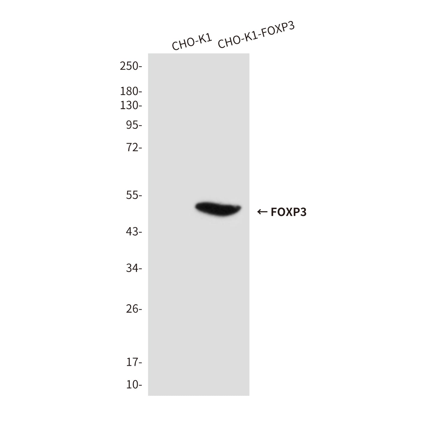 FOXP3 Mouse (7H9) Monoclonal Antibody