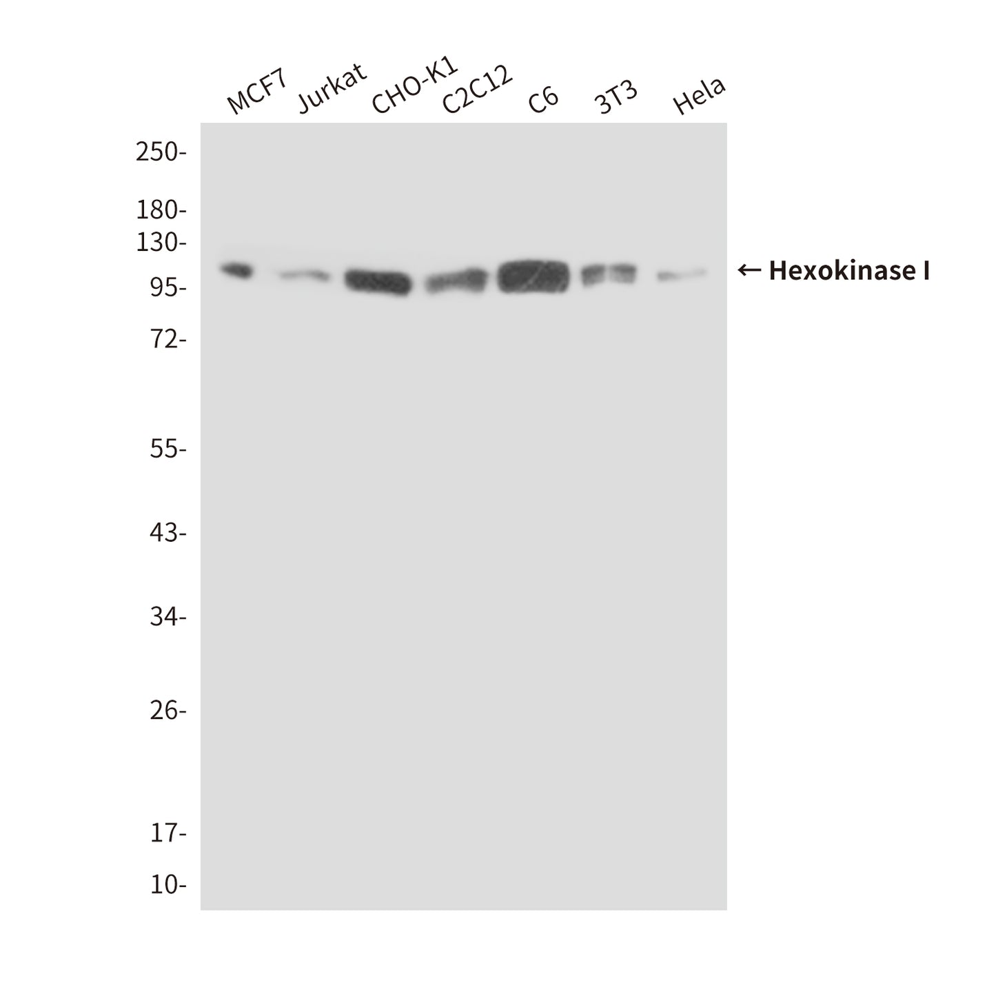 Hexokinase I (6B8) Mouse Monoclonal Antibody