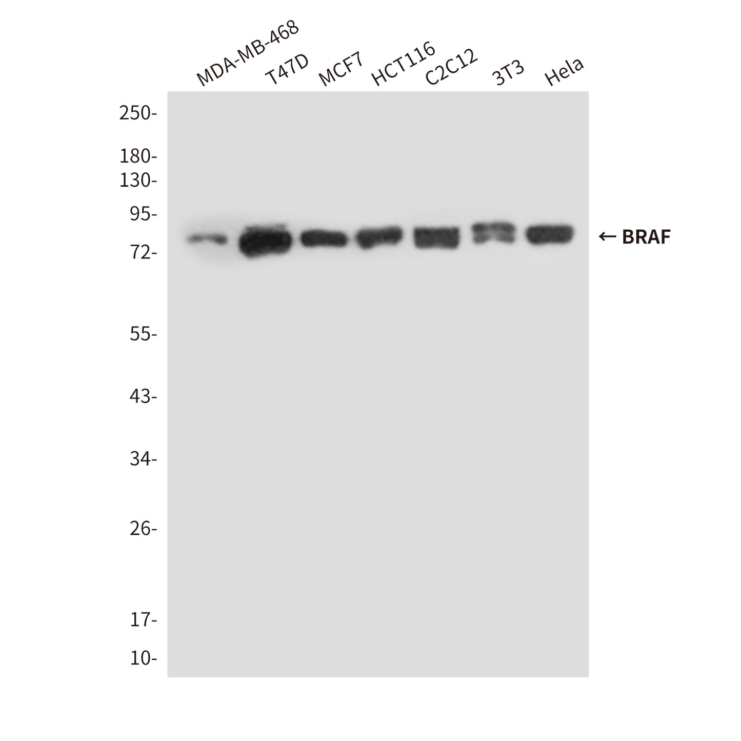BRAF (4E1) Mouse Monoclonal Antibody
