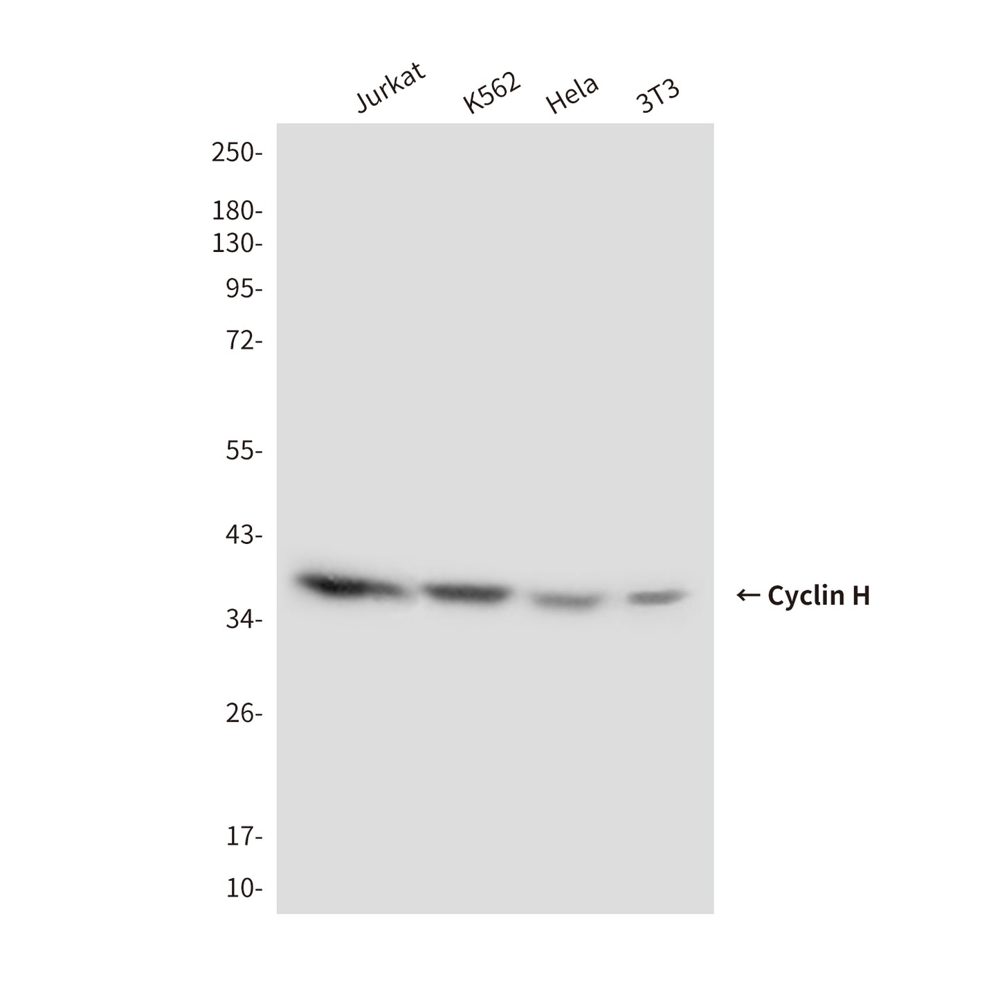Cyclin H (1A7) Mouse Monoclonal Antibody