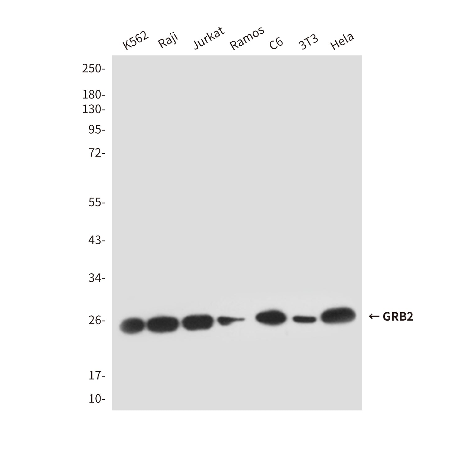 GRB2 (5G3) Mouse Monoclonal Antibody