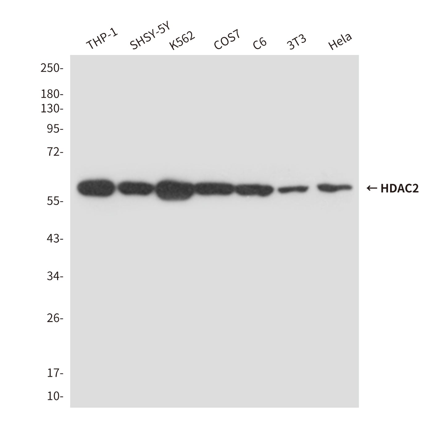 HDAC2 (2D9) Mouse Monoclonal Antibody