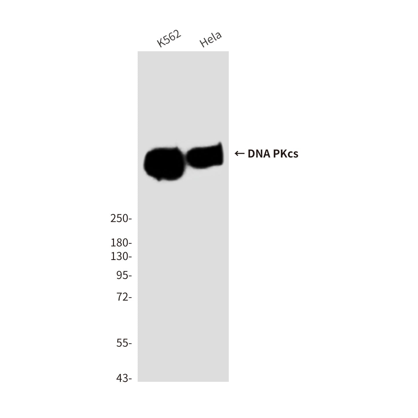 DNA PKcs (6D1) Mouse Monoclonal Antibody