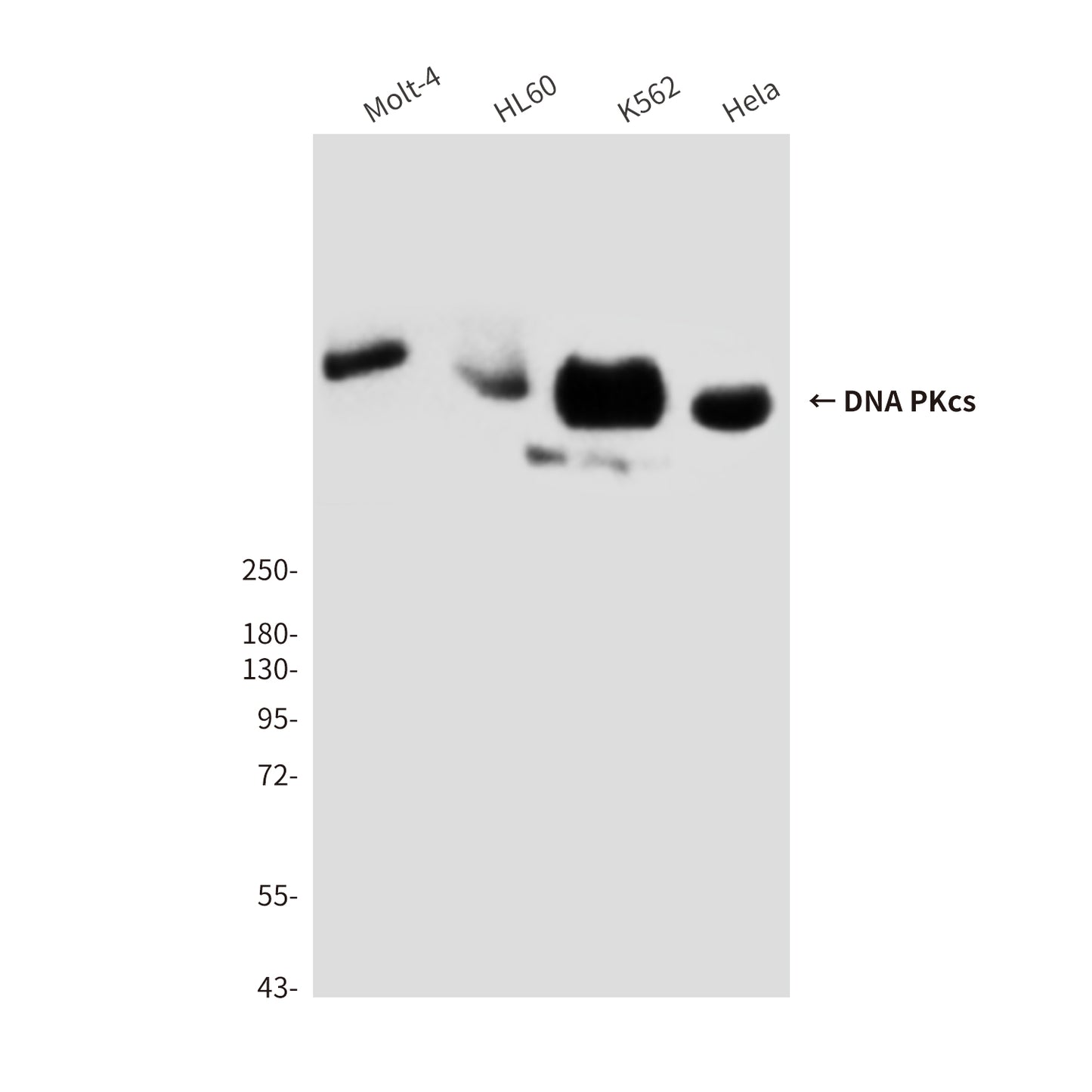 DNA PKcs (8D3) Mouse Monoclonal Antibody