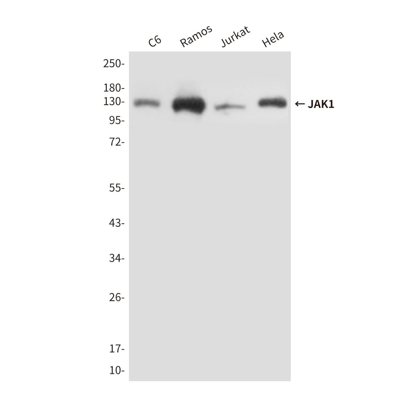 JAK1 (8B8) Mouse Monoclonal Antibody