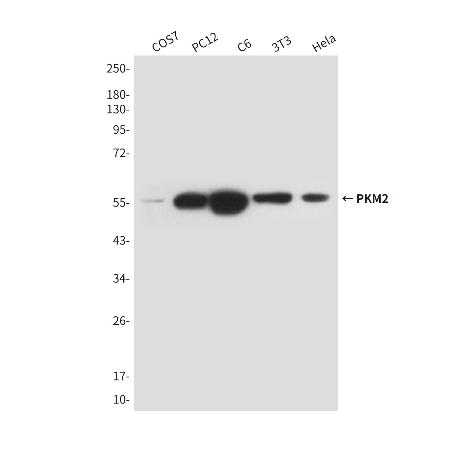 PKM2 (1A7) Mouse Monoclonal Antibody