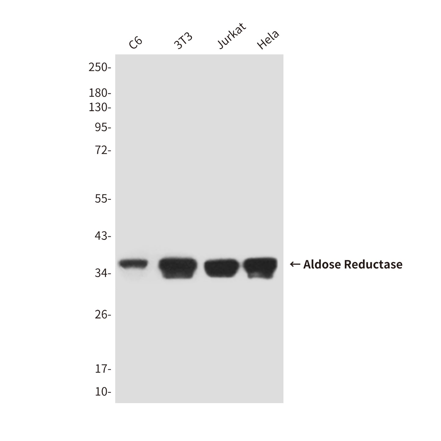 Aldose Reductase (4G9) Mouse Monoclonal Antibody
