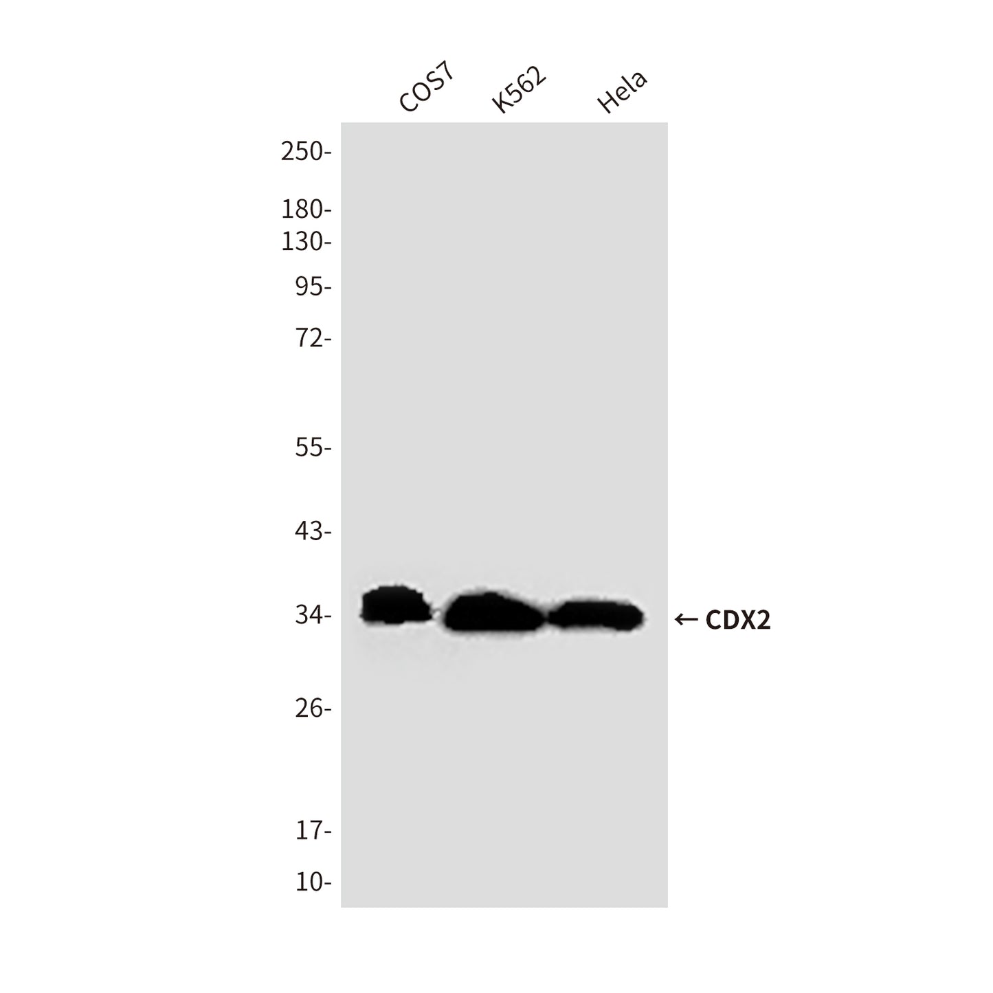 CDX2 (4F12) Mouse Monoclonal Antibody