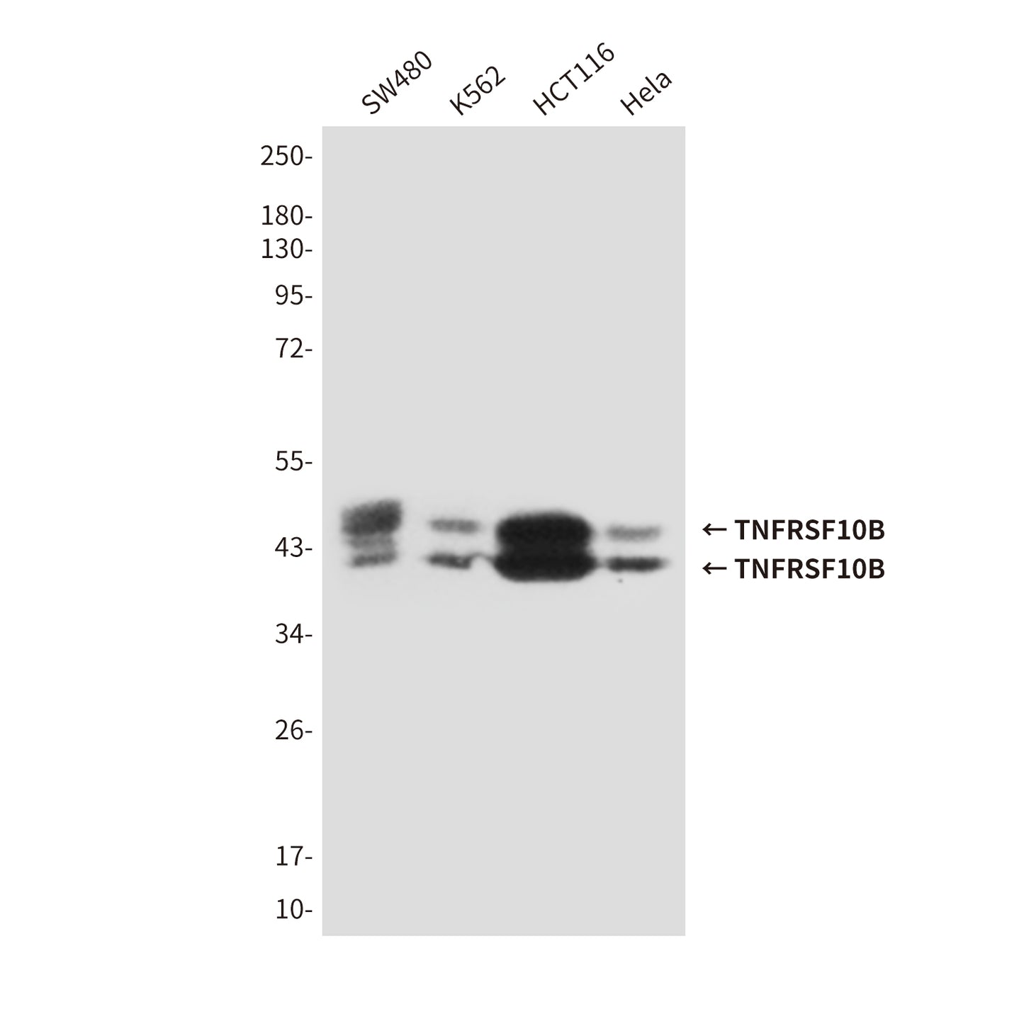TNFRSF10B (6F6) Mouse Monoclonal Antibody