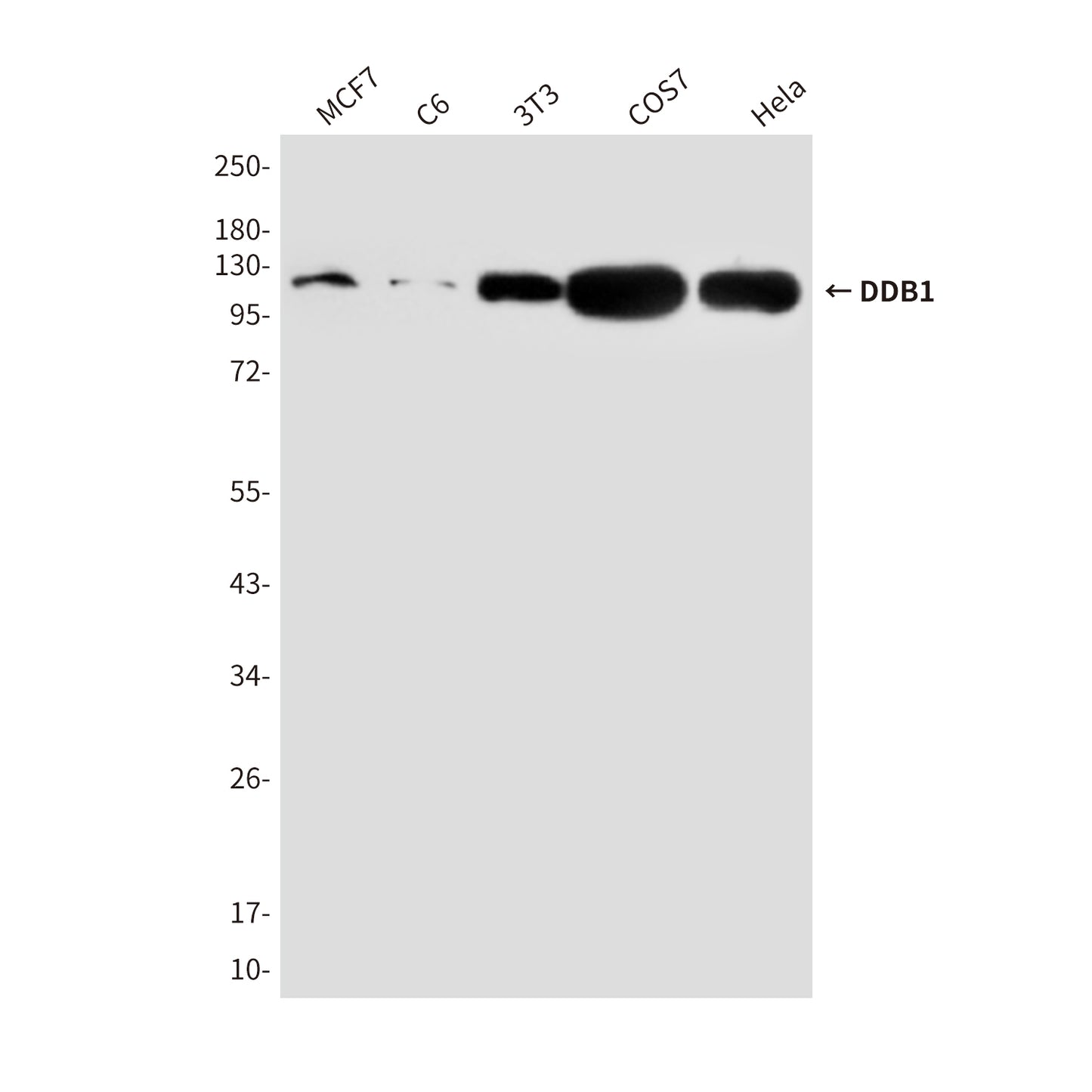 DDB1 (2D6) Mouse Monoclonal Antibody