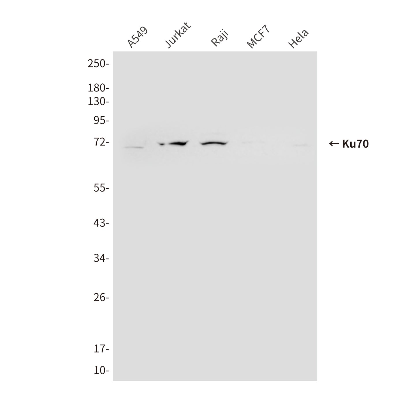 Ku70 (6H10) Mouse Monoclonal Antibody
