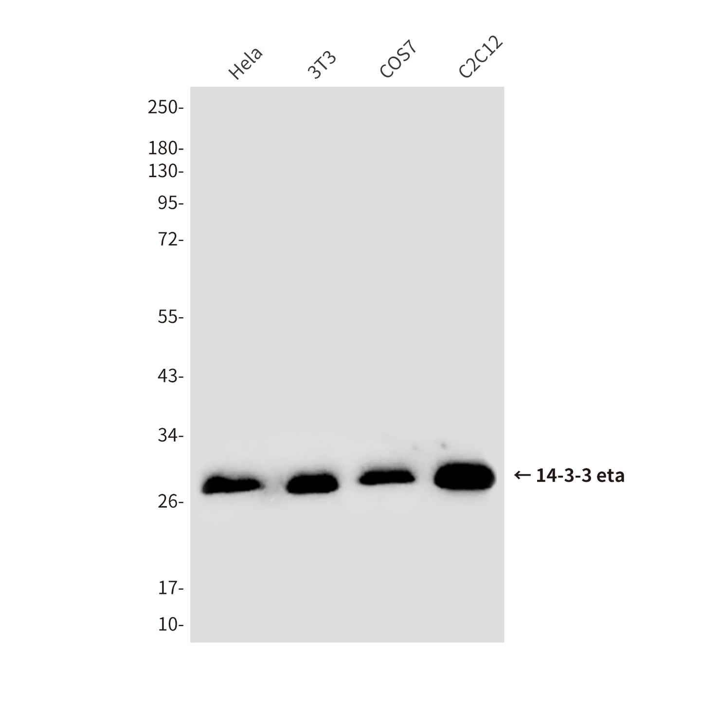 14-3-3 eta (5F2) Mouse Monoclonal Antibody