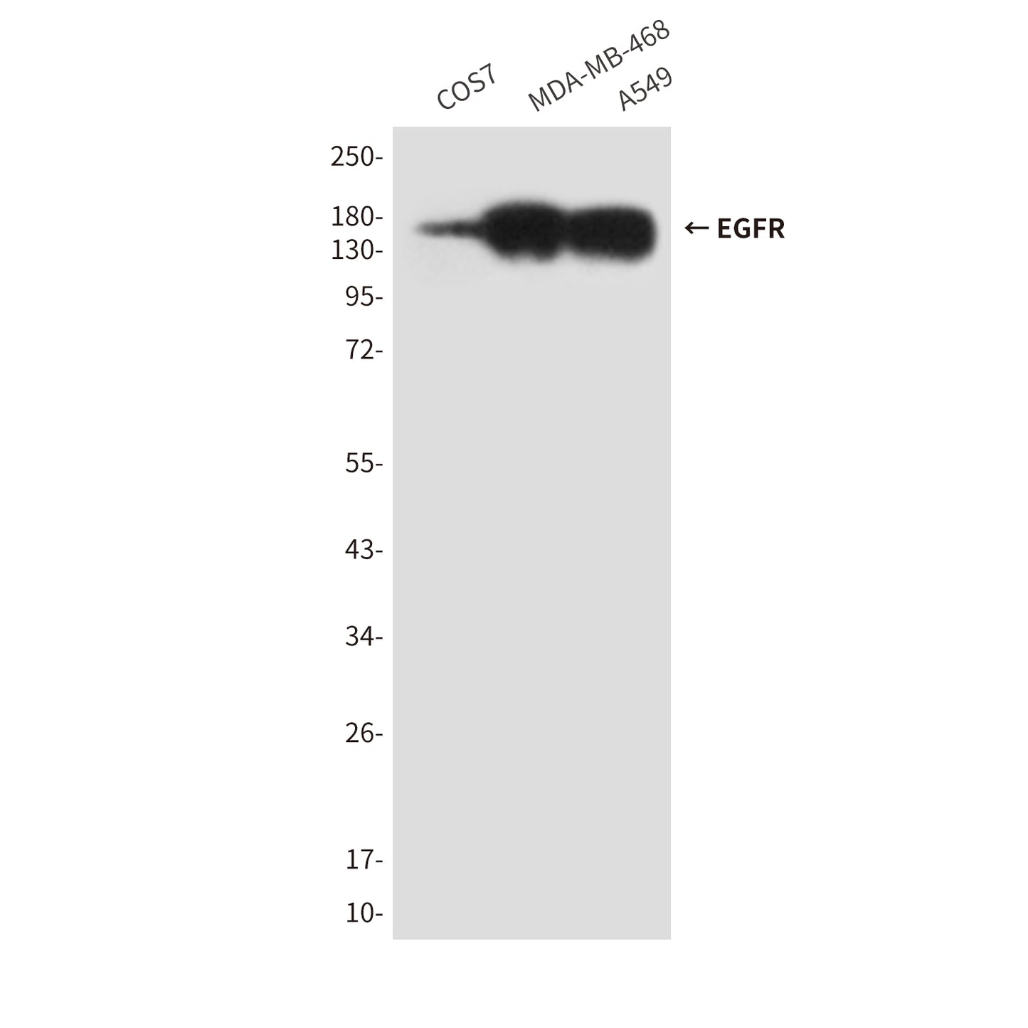 EGFR (5E10) Mouse Monoclonal Antibody