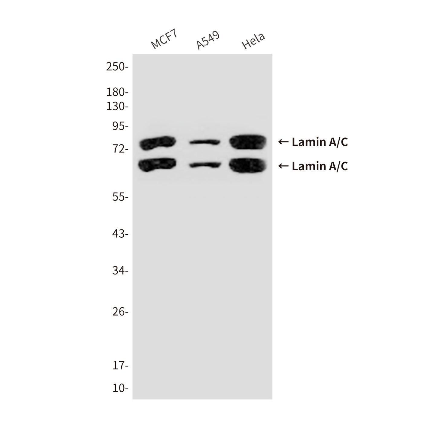Lamin A/C (5D12) Mouse Monoclonal Antibody