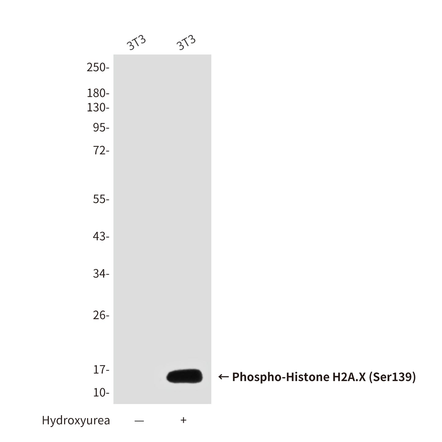 Phospho-Histone H2A.X (Ser139) (2A9) Mouse Monoclonal Antibody