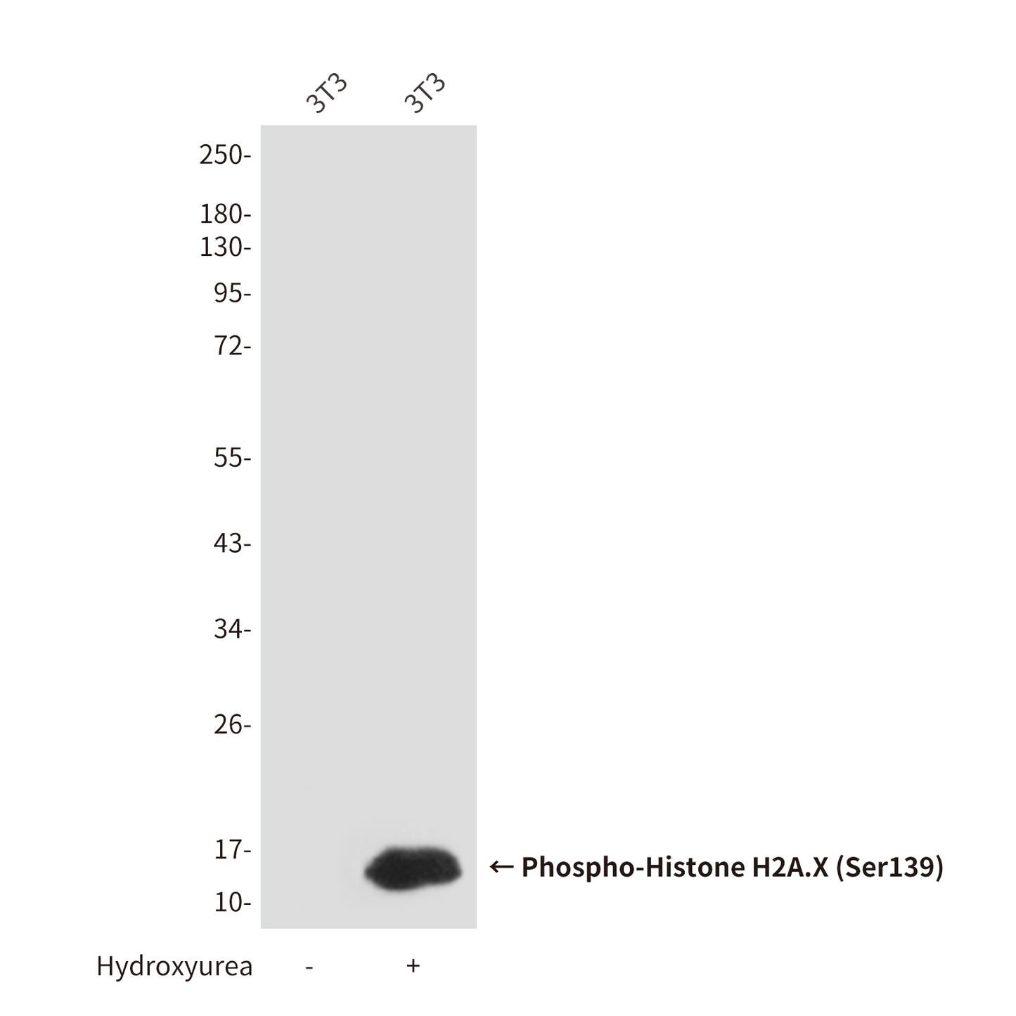 Phospho-Histone H2A.X (Ser139) (7G9) Mouse Monoclonal Antibody