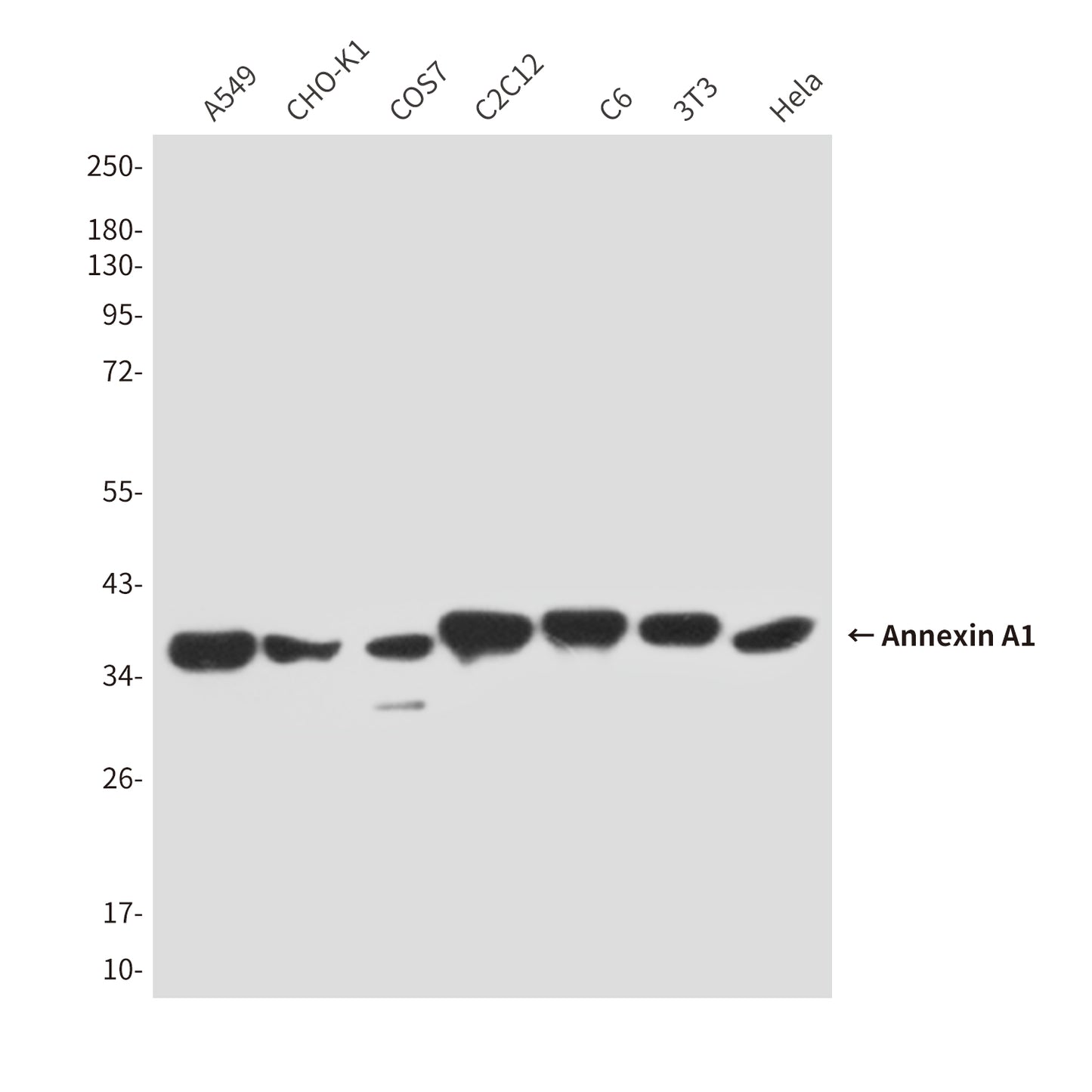 Annexin A1 (5E4D8) Mouse Monoclonal Antibody