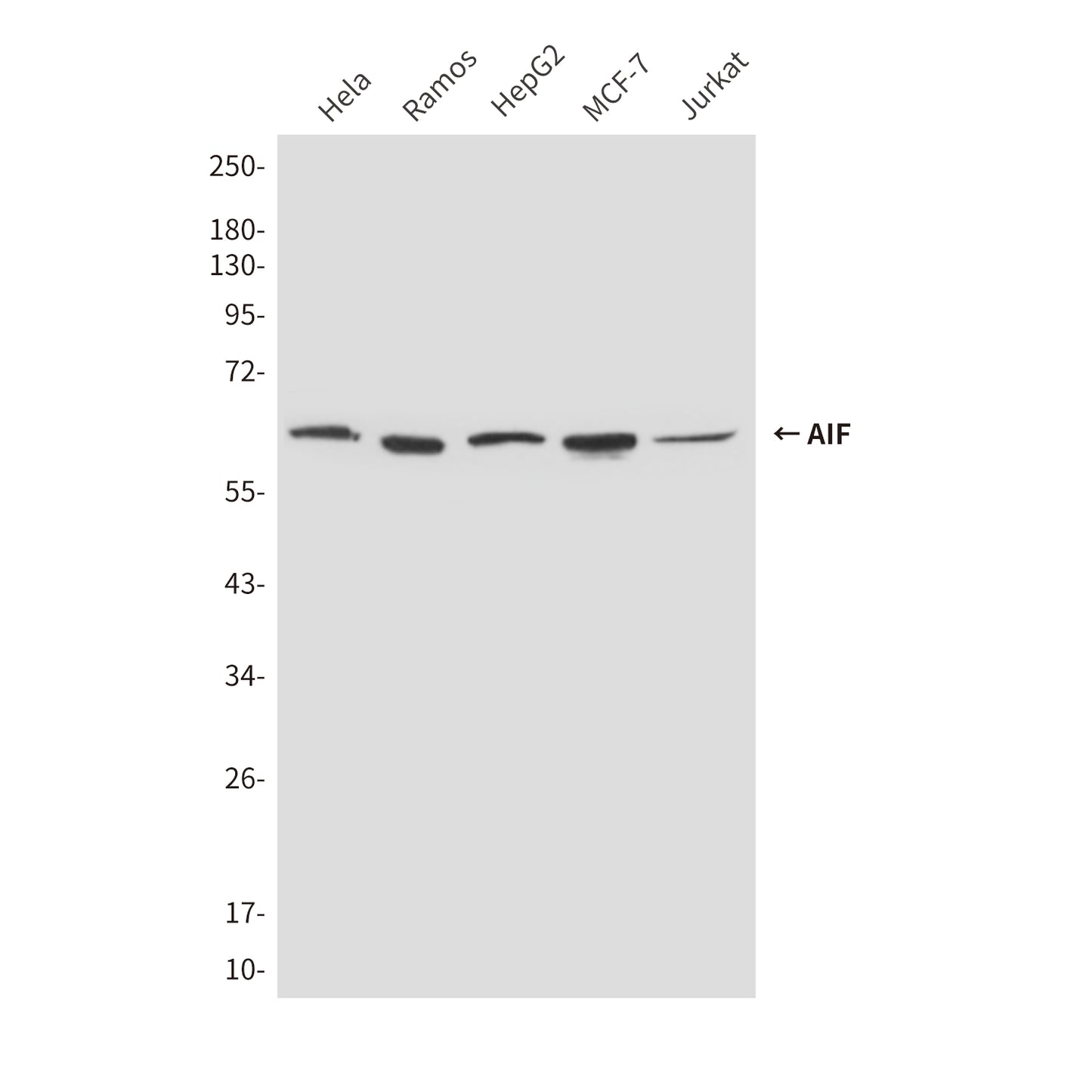 AIF (8H1) Mouse Monoclonal Antibody