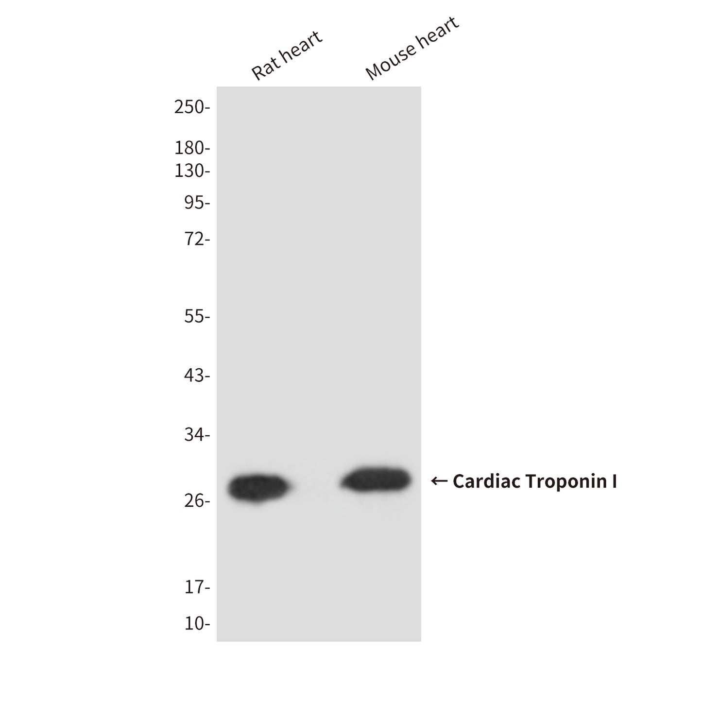 Cardiac Troponin I (2D10) Mouse Monoclonal Antibody