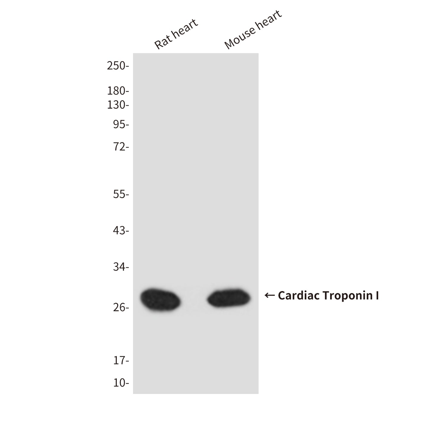Cardiac Troponin I (4D3) Mouse Monoclonal Antibody