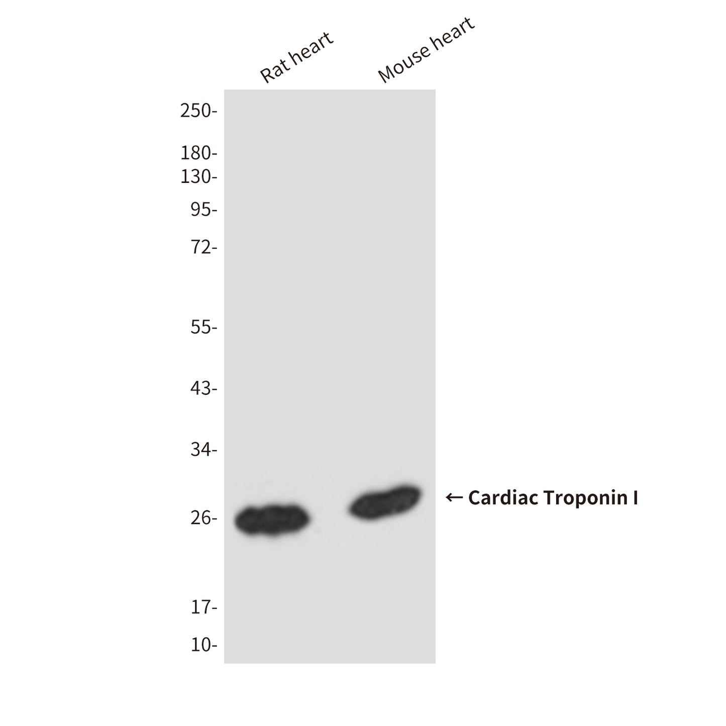 Cardiac Troponin I (5C6) Mouse Monoclonal Antibody