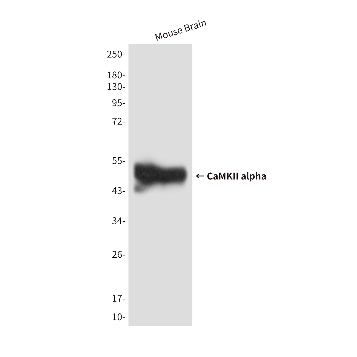 CaMKII alpha (5D9) Mouse Monoclonal Antibody