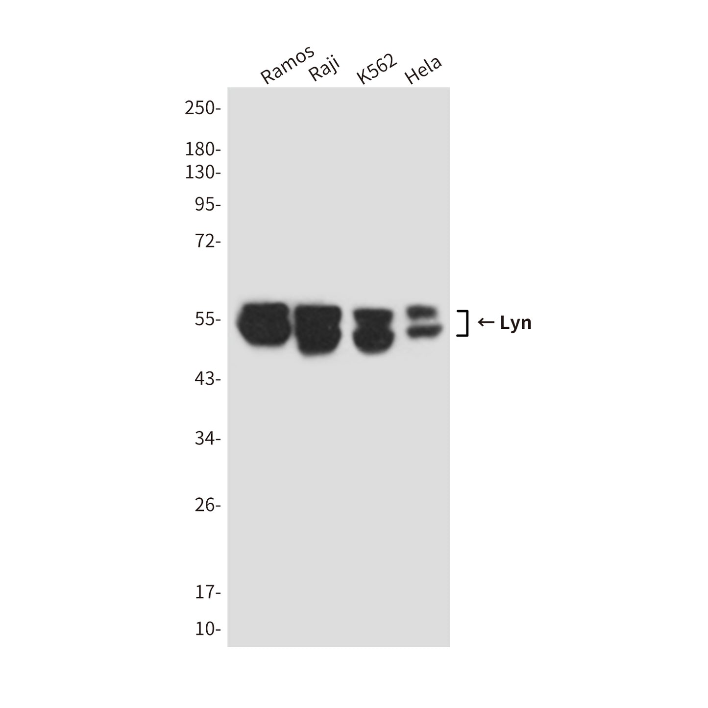 Lyn (1C8) Mouse Monoclonal Antibody