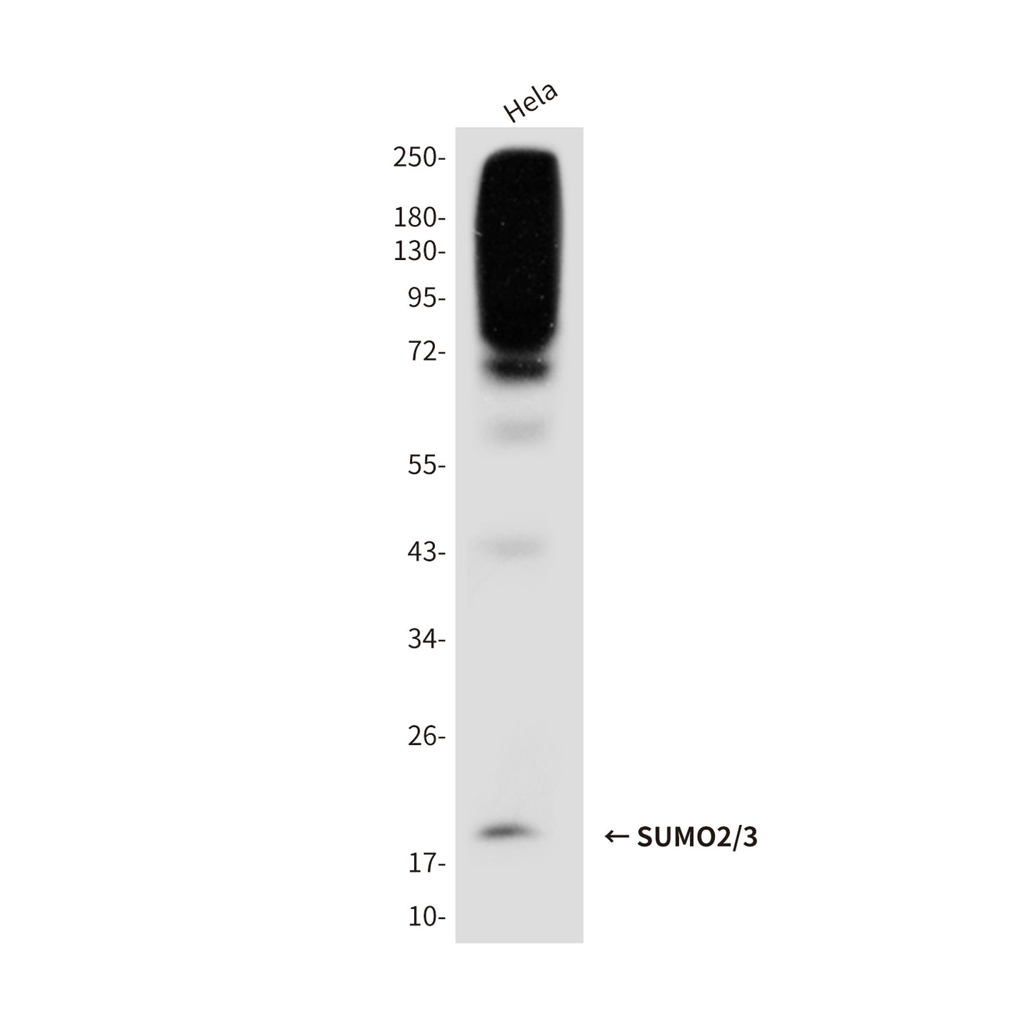 SUMO2/3 (3F7) Mouse Monoclonal Antibody