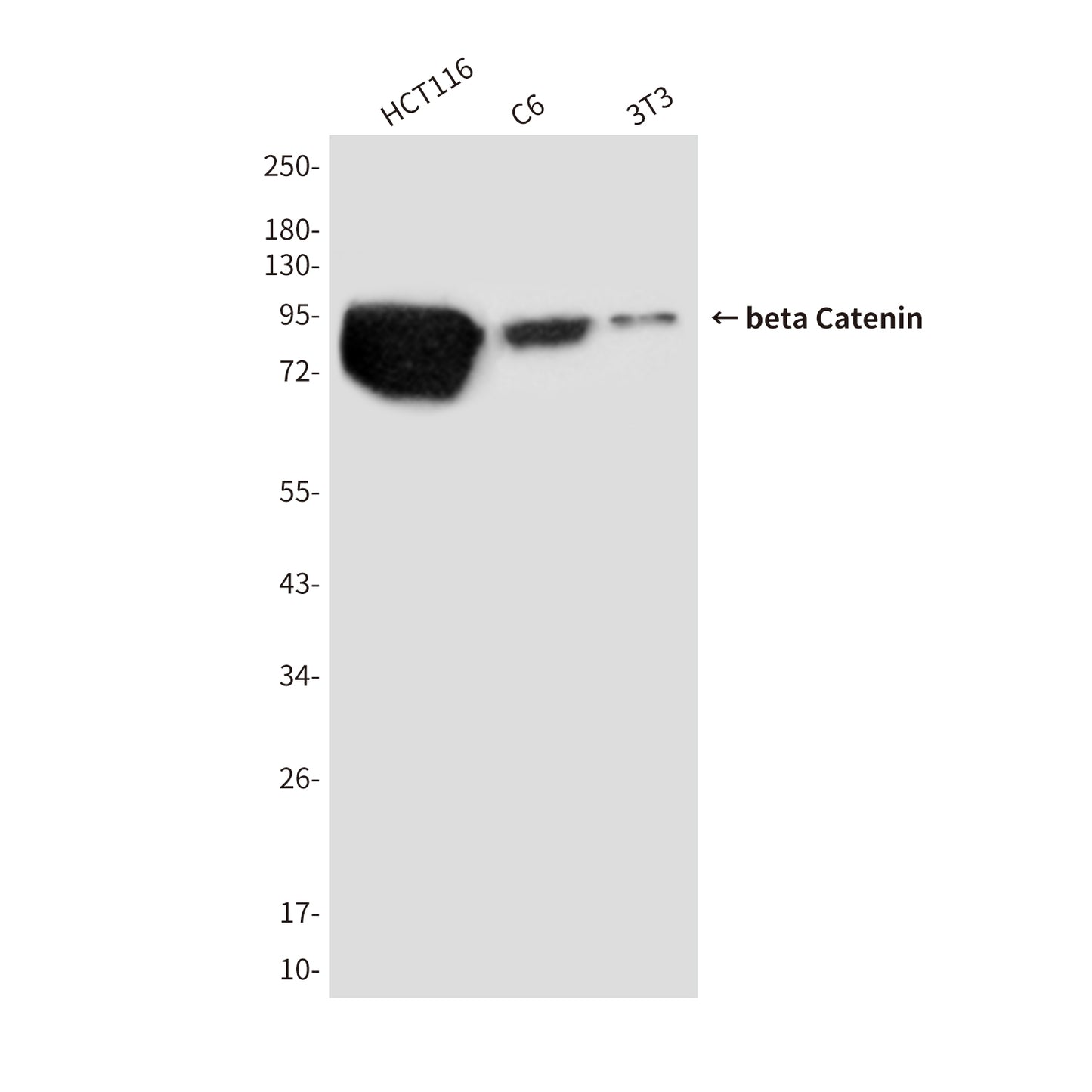 beta Catenin (5D6) Mouse Monoclonal Antibody
