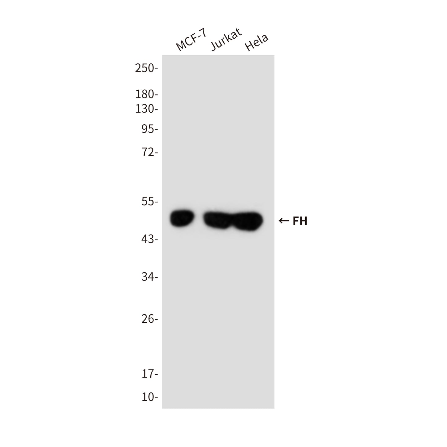 FH (9B1) Mouse Monoclonal Antibody
