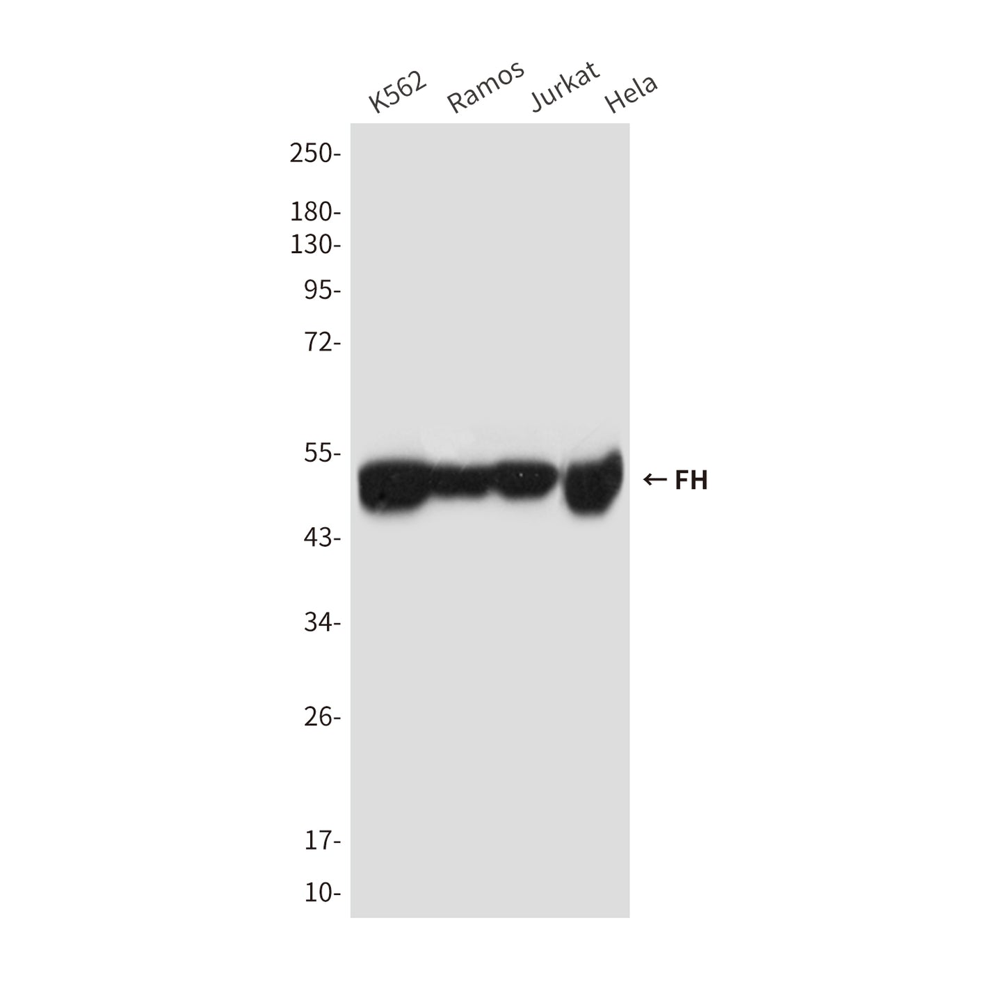 FH (2A3) Mouse Monoclonal Antibody