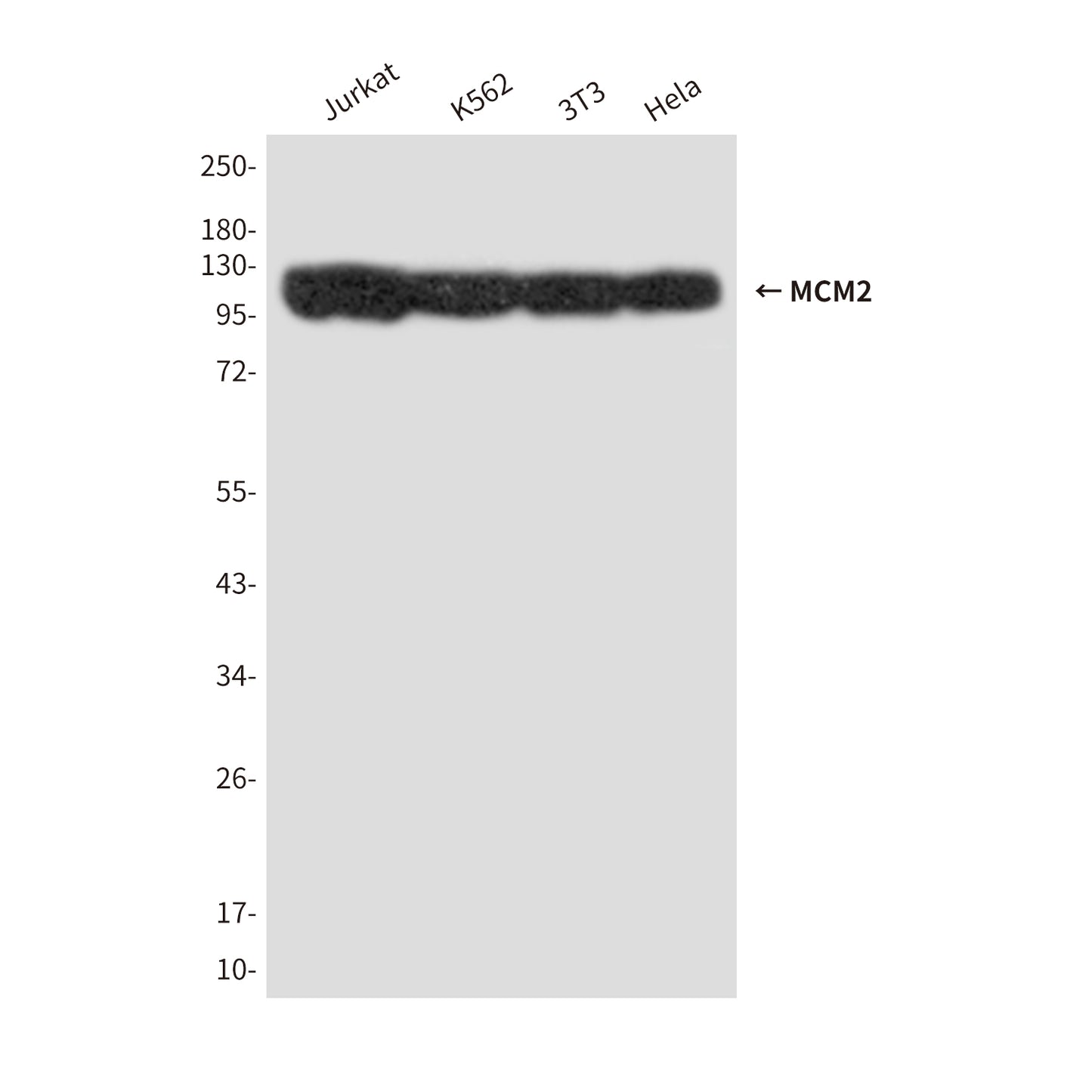 MCM2 (2B5) Mouse Monoclonal Antibody