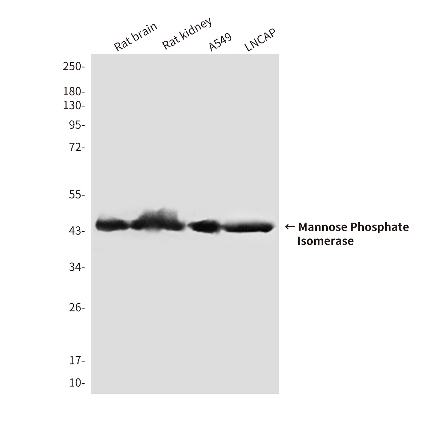 Mannose Phosphate Isomerase (4G9) Mouse Monoclonal Antibody