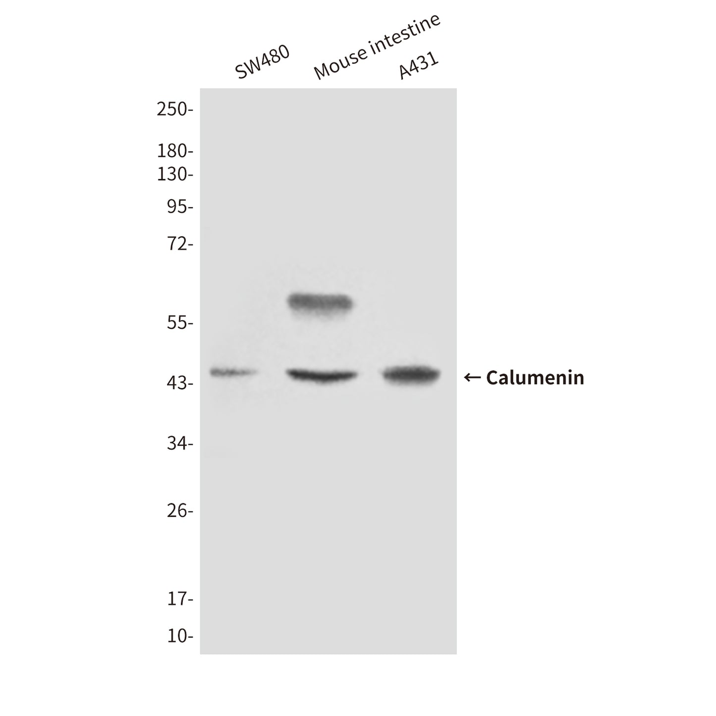 Calumenin (4C6) Mouse Monoclonal Antibody