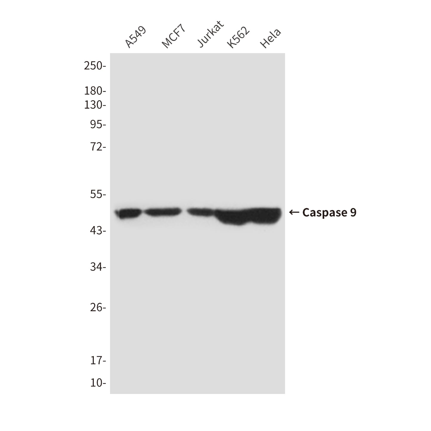 Caspase 9 (1D1) Mouse Monoclonal Antibody