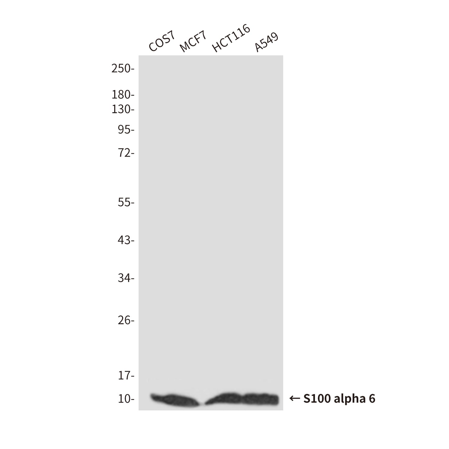 S100A6 (3E11) Mouse Monoclonal Antibody