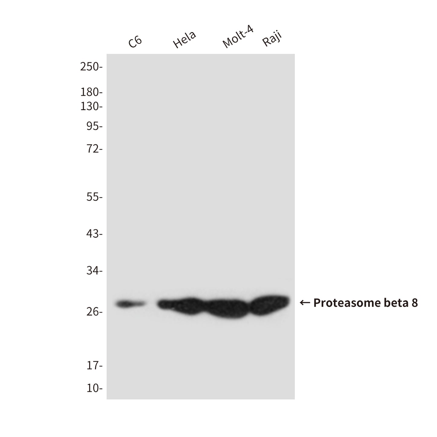 Proteasome beta 8 (3G3) Mouse Monoclonal Antibody