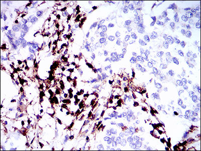 CD45 Mouse Monoclonal Antibody