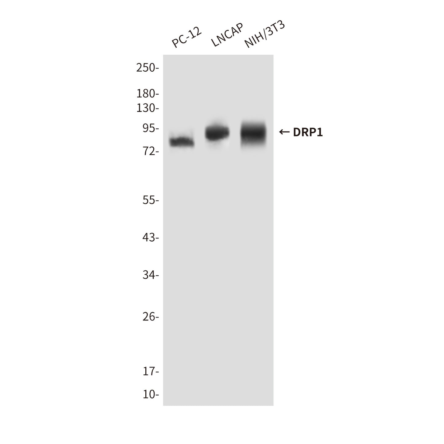 DRP1 Mouse Monoclonal Antibody