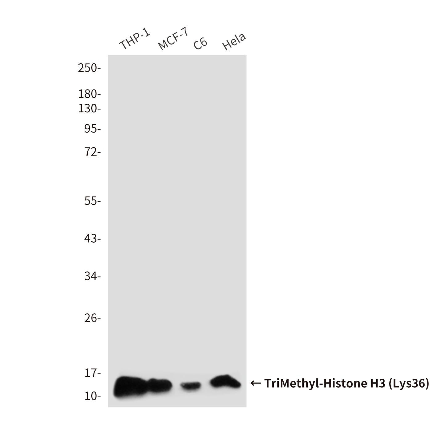 TriMethyl-Histone H3 (Lys36) (7G6) Mouse Monoclonal Antibody