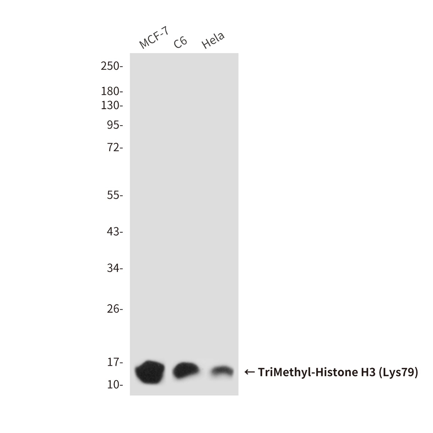 TriMethyl-Histone H3 (Lys79) (9G4) Mouse Monoclonal Antibody
