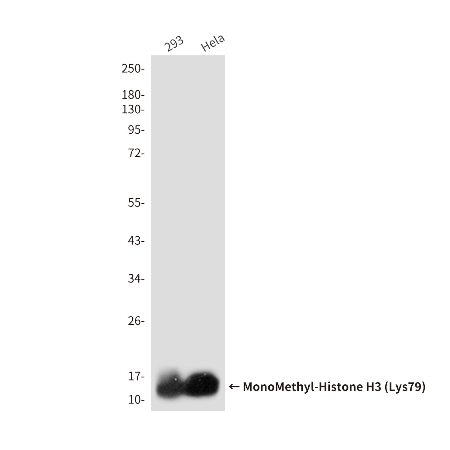 MonoMethyl-Histone H3 (Lys79) (9E3) Mouse Monoclonal Antibody